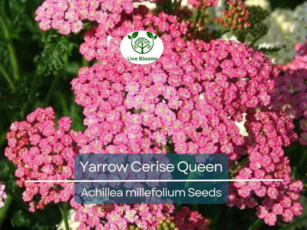 500 Seeds Yarrow Cerise Queen, Perennial 36" Cut Flowers, Pollinator Friendly, Non-GMO, Achillea millefolium, Vibrant Pink Blooms