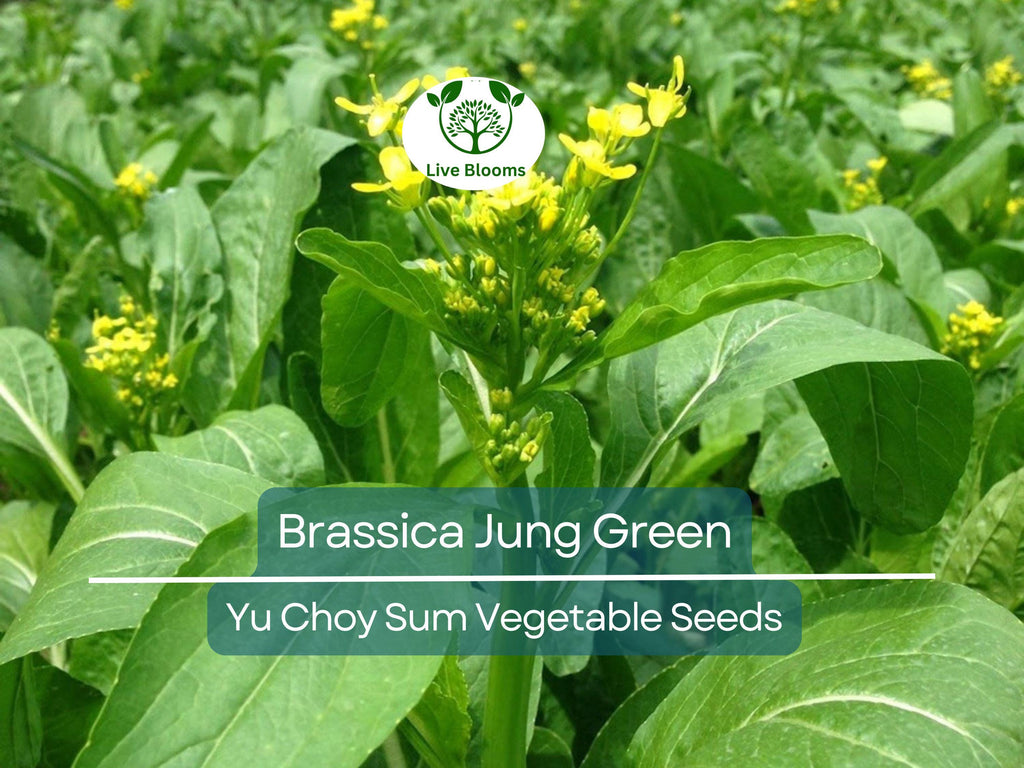 150 Yu Choy Sum Seeds - Flowering Brassica Jung Green | Fresh Asian Green for Planting, Stir-Fry & Culinary Use