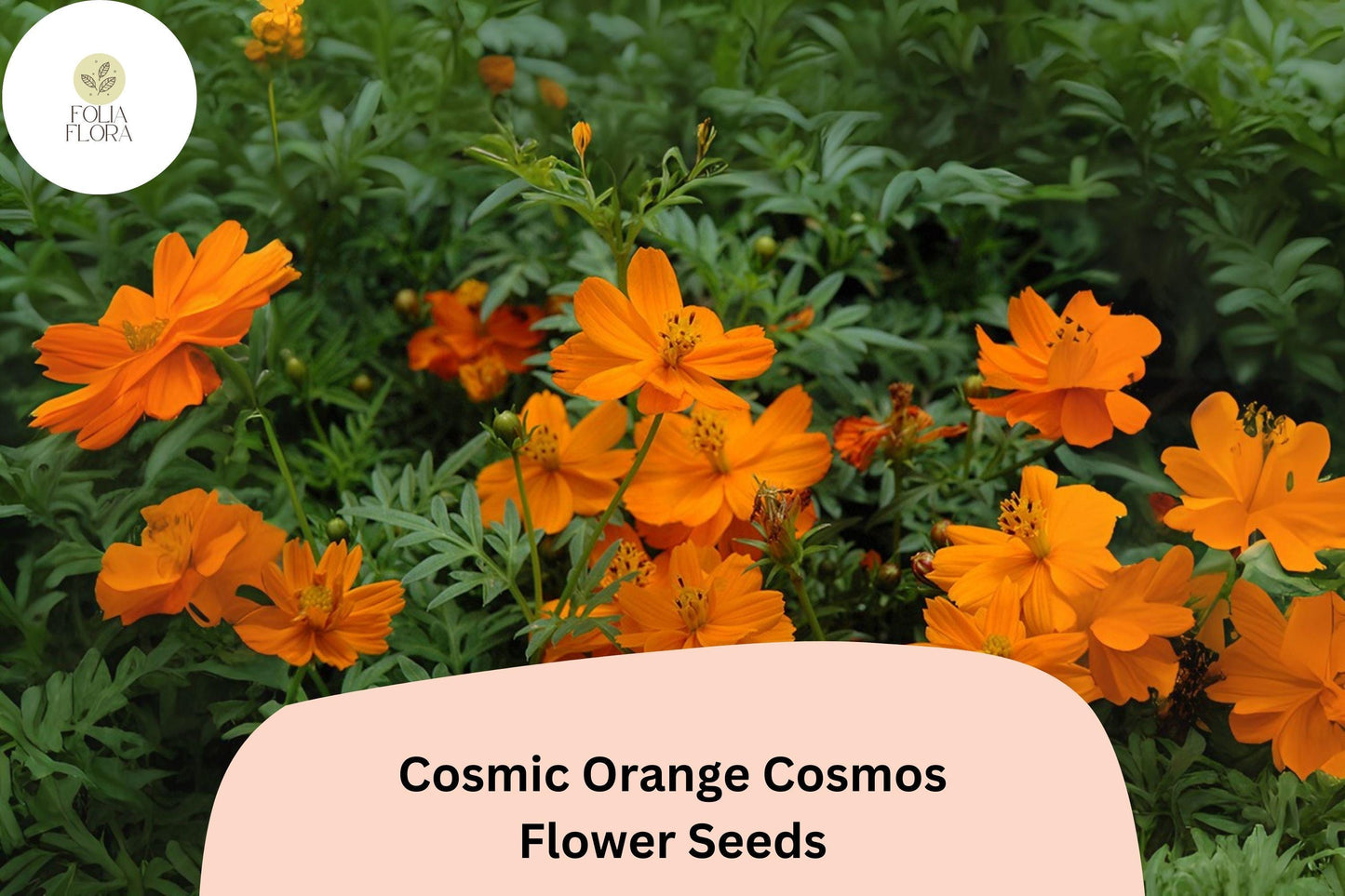 200+ Cosmic Orange Cosmos Seeds | Cosmos Sulphureus Bright Orange Annual Flowers for Garden
