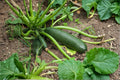 Dark Green Zucchini – Summer Squash 10 Seeds | Classic Zucchini | Smooth Dark Green Skin | Heavy Producer