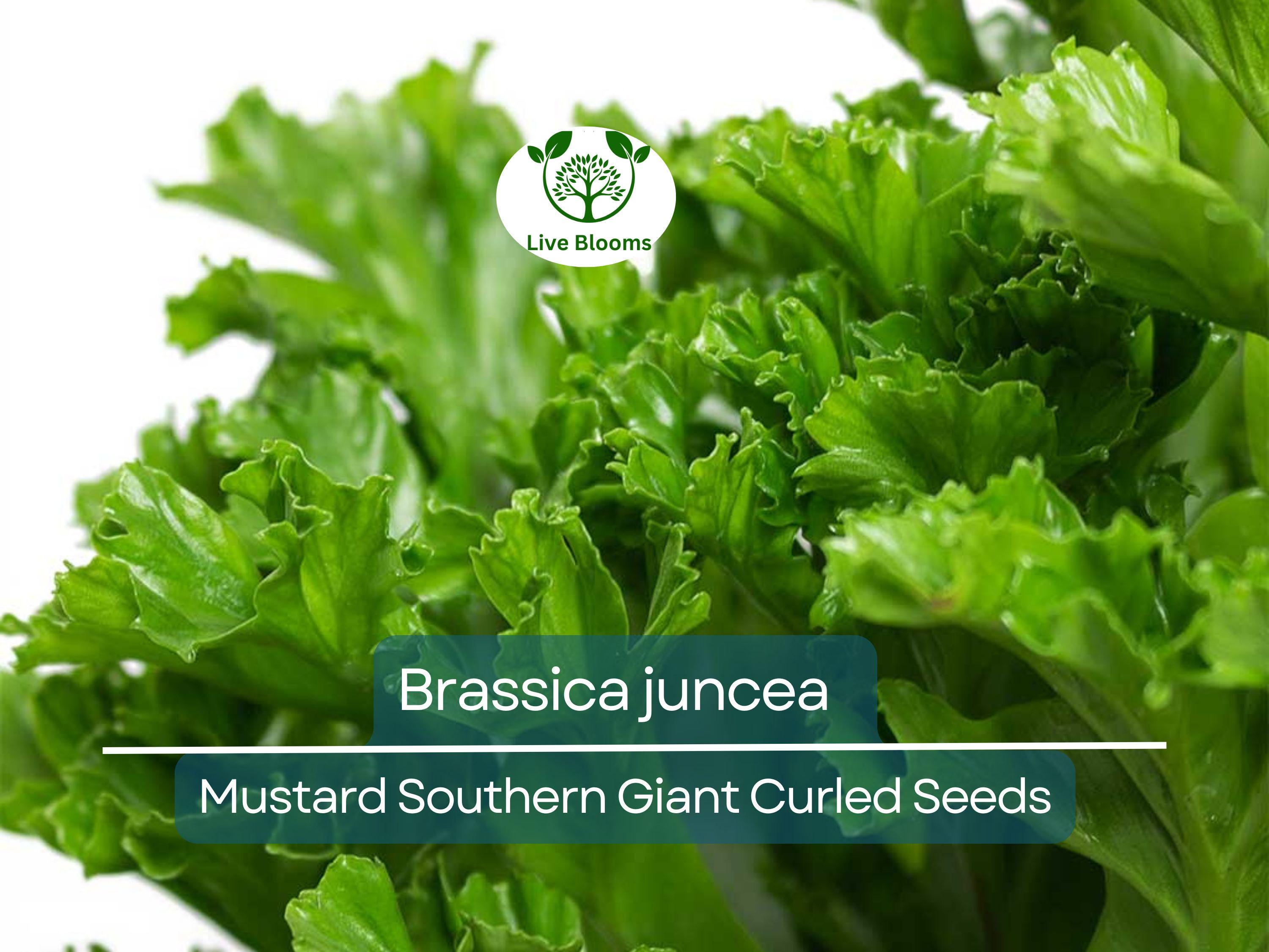 500 Seeds Mustard Southern Giant Curled for Planting (Brassica juncea) - Hearty, Curled Mustard Greens for Home Gardens, Fast-Growing