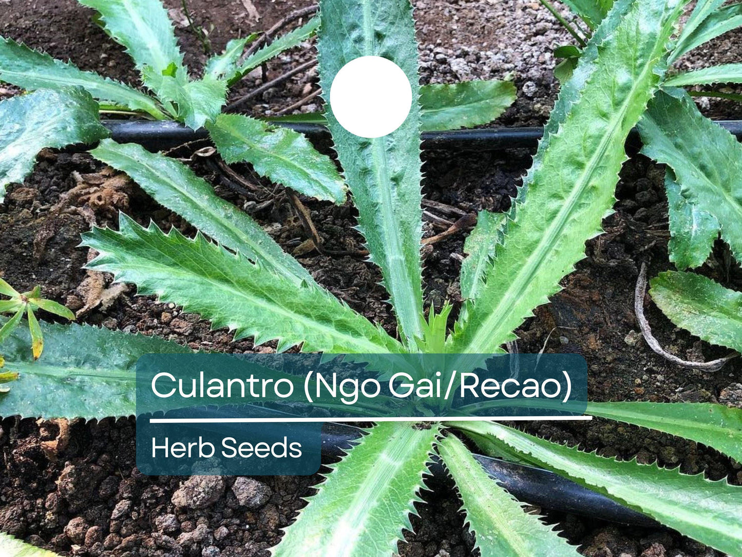 Culantro Ngo Gai Seeds for Planting (100mg) - Vietnamese Recao - Tropical Herb for Soups, Salads, & Culinary Dishes