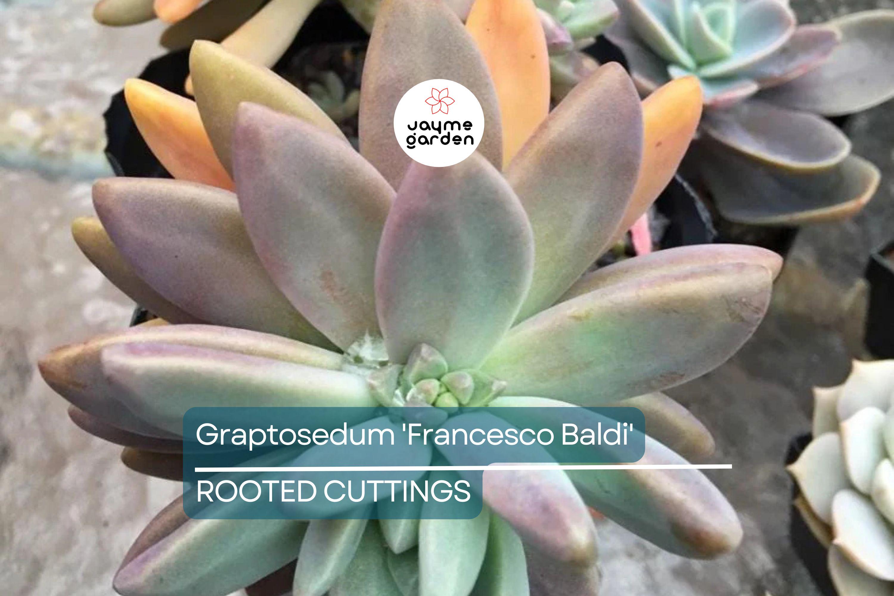 Live Succulent Graptosedum 'Francesco Baldi' | Rooted Plant in 2" Pot | Easy to Grow | Free Shipping