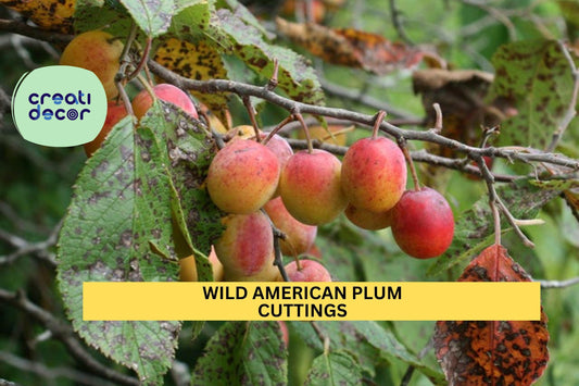 12 Wild American Plum Cuttings | Prunus Americana | Edible Fruit Tree Starter | Unrooted Scions for Wildlife & Food Forests