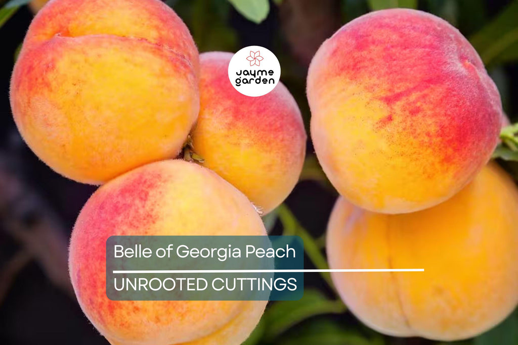1 Fresh Unroot Cutting(s) of Belle of Georgia Peach | Prunus Persica | High-Yield Fruit Tree