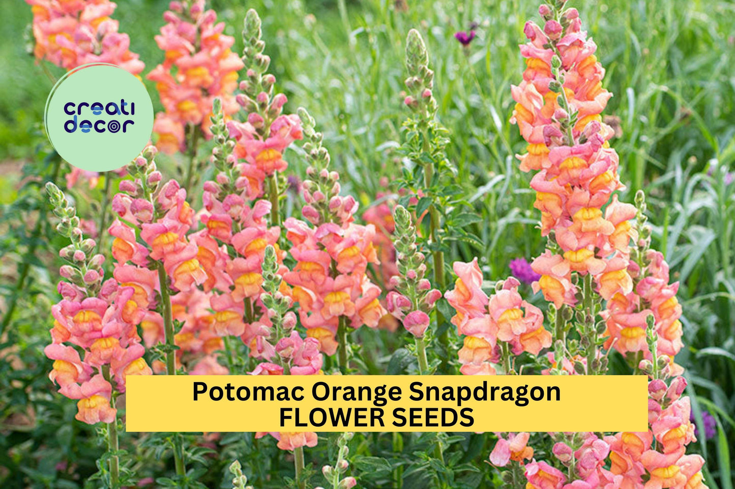 1000+ Potomac Orange Snapdragon Seeds – Tall Orange Blooms for Garden Planting, Ideal for Cut Flowers & Vertical Borders – USA