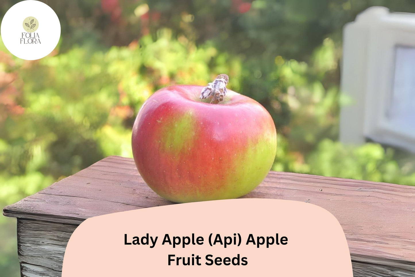25+ Lady Apple Seeds (Api Variety) | Malus domestica | Miniature Heirloom Apple | Antique French Variety