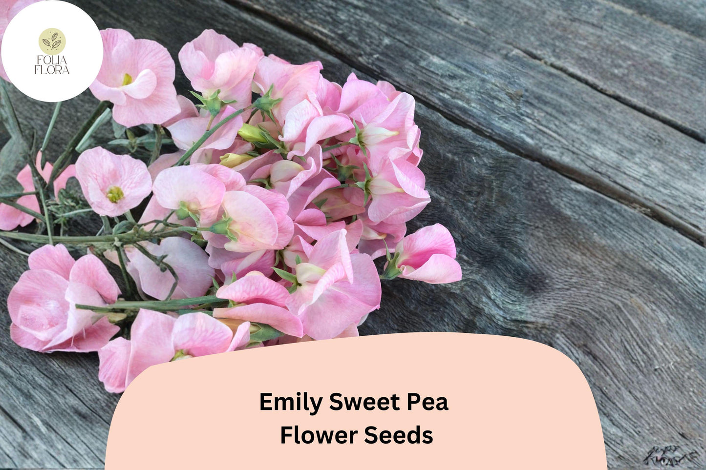 Emily Sweet Pea Seeds | Lathyrus odoratus Soft Pink Blooms Garden Planting (50+ Seeds)