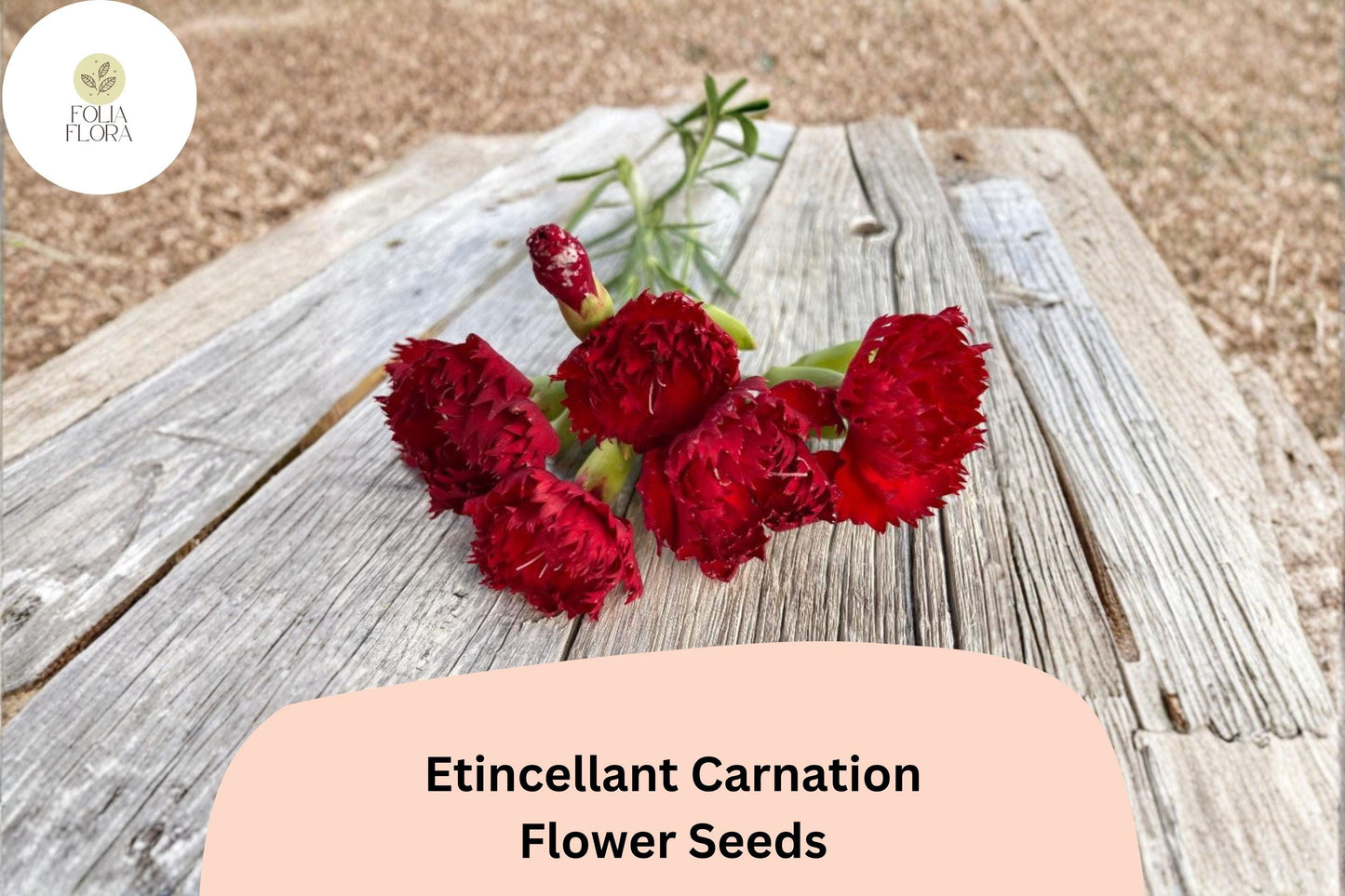 200+ Etincellant Carnation Seeds: Striking Red Blooms, Fragrant Cut Flowers, Hardy Garden Perennial, Easy to Grow
