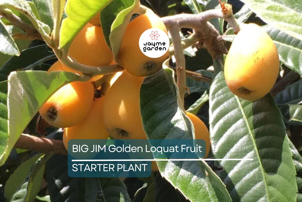 BIG JIM Loquat Fruit Tree Starter Plants - Tropical Japanese Chinese Plum - Big Juicy Fruit, Ready to Grow