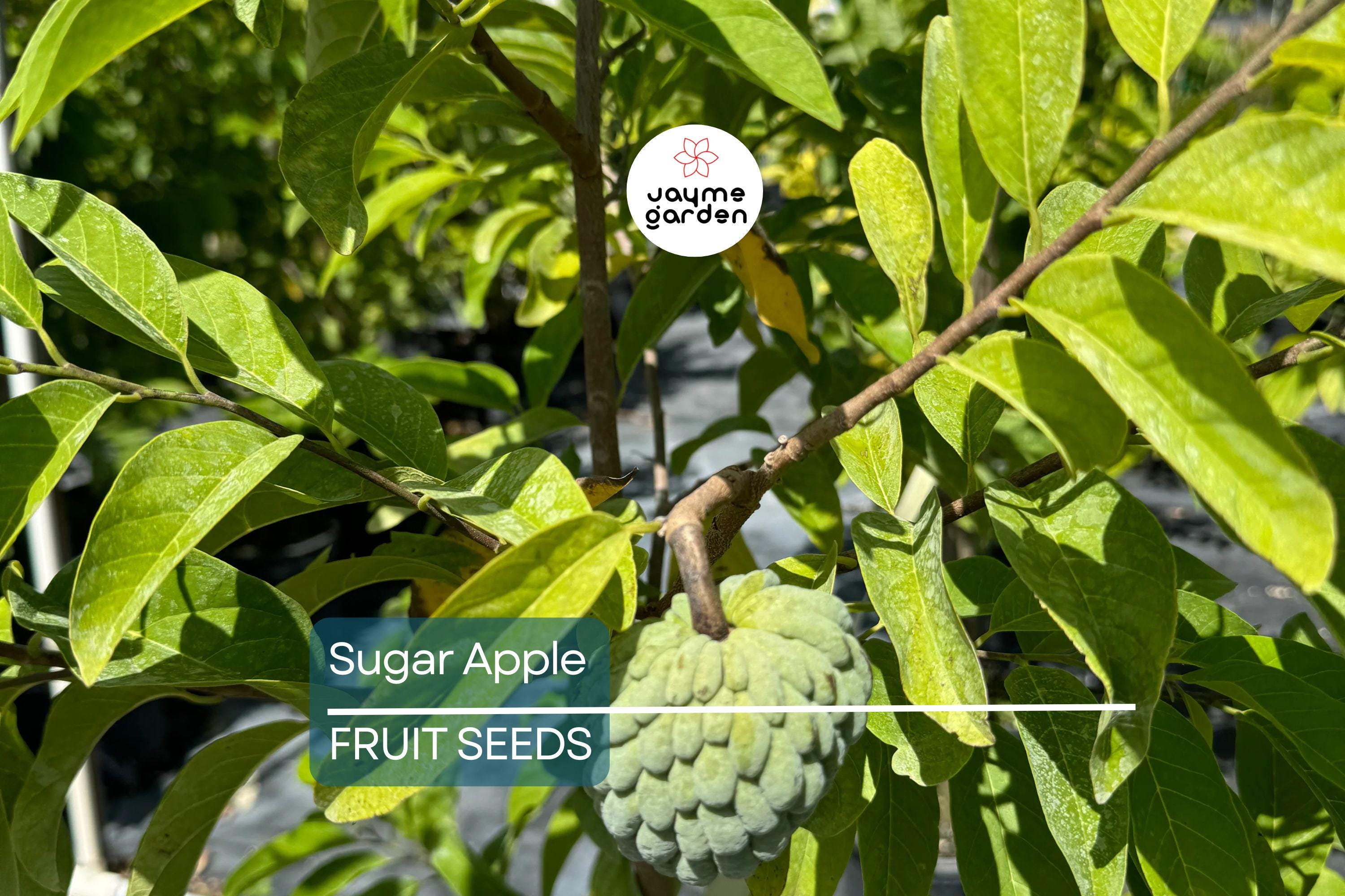 5 Organic Sugar Apple Seeds (Annona squamosa) – Tropical Sweetsop Fruit Tree, Zones 9-11
