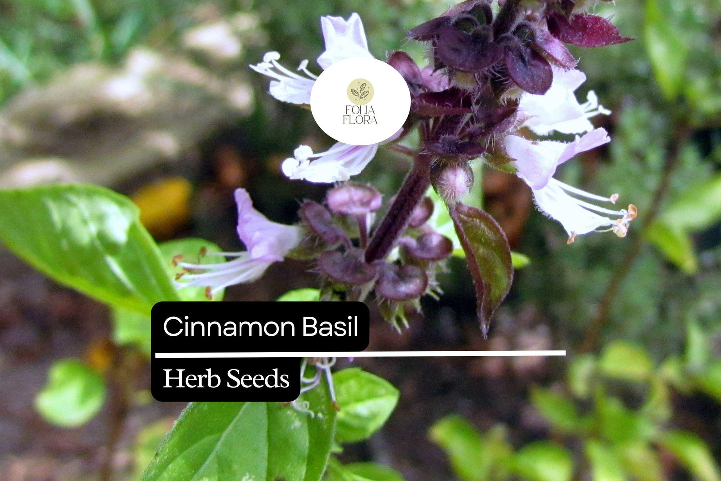 600 Seeds Cinnamon Basil, Ocimum Basilicum, Aromatic Herb with Spicy-Sweet Cinnamon Flavor