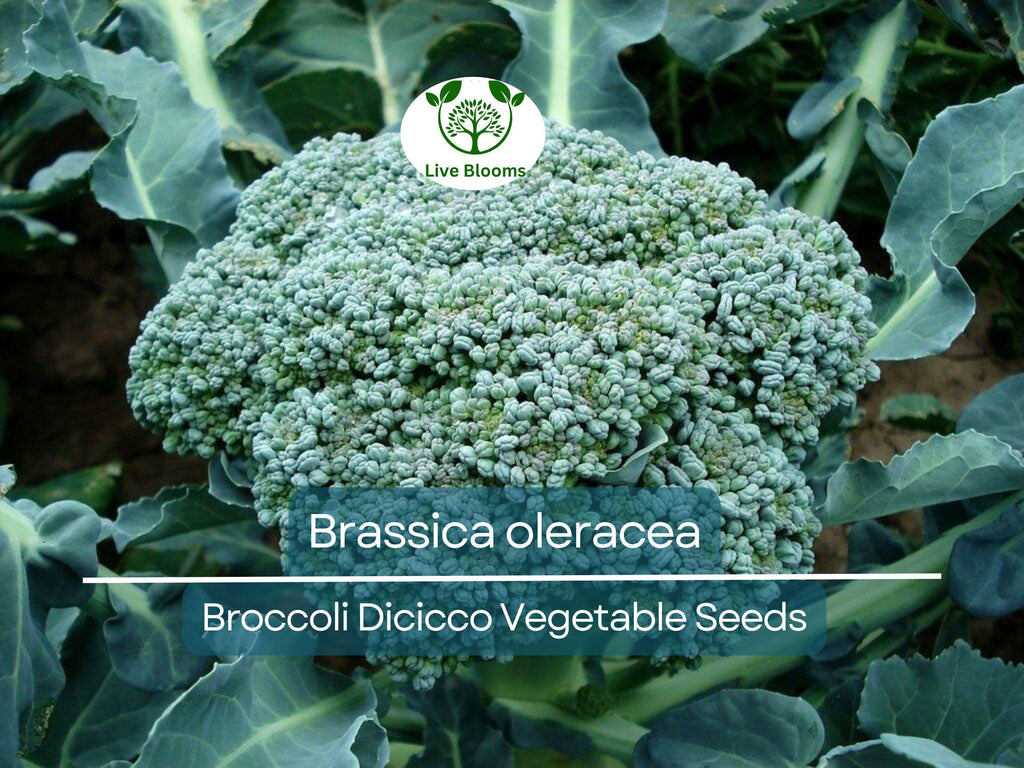 300 Seeds Broccoli Dicicco - Brassica oleracea | Heirloom Broccoli Seeds for Planting, Gardening & Nutritious Harvests