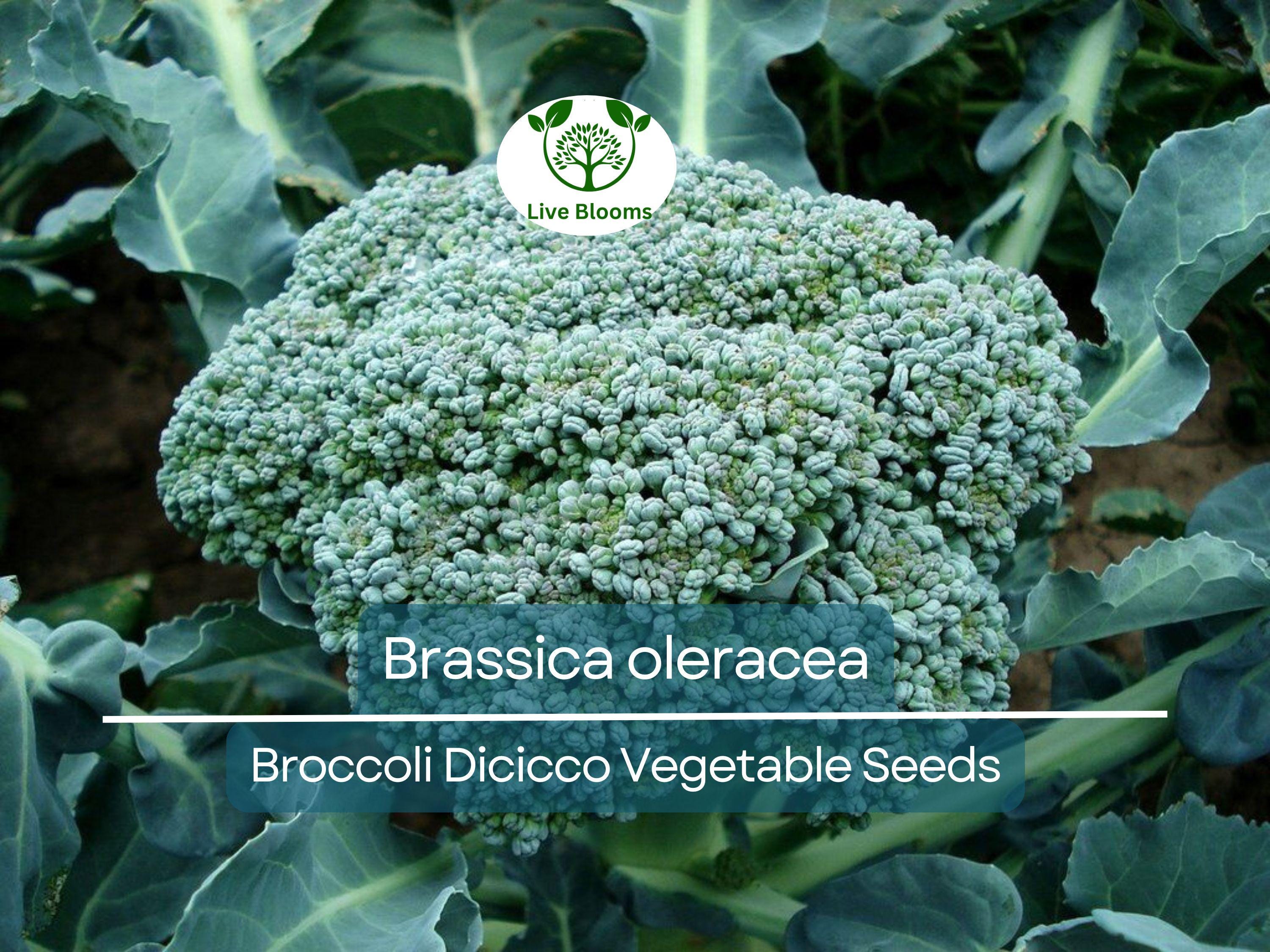 300 Seeds Broccoli Dicicco - Brassica oleracea | Heirloom Broccoli Seeds for Planting, Gardening & Nutritious Harvests