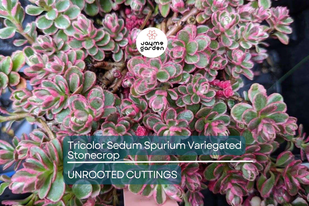 Tricolor Sedum Spurium Variegated Stonecrop | 4 Live Succulent Cuttings (2"-4") | Hardy, Colorful Ground Cover