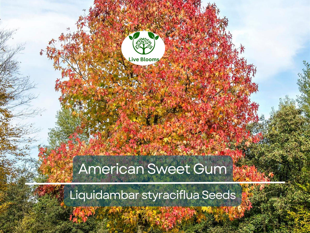 15 American Sweet Gum Tree Seeds (Liquidambar styraciflua), Fall Colorful Tree, Beautiful Hardwood, for Landscaping & Shade, Hardy Tree Seed