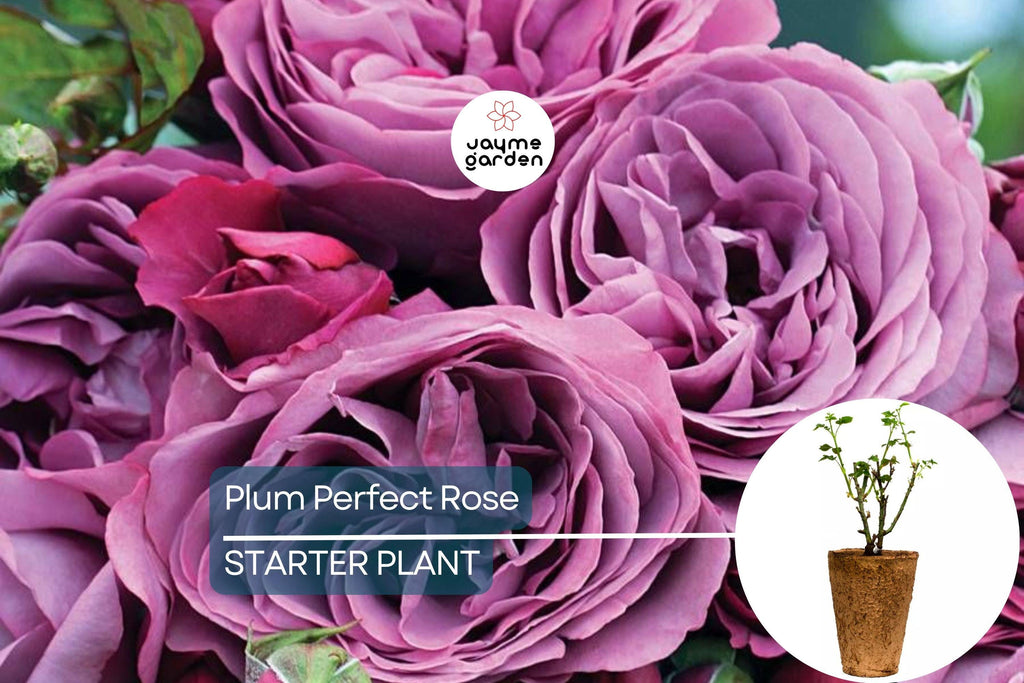Plum Perfect™ Rose – 1.5 Gal Potted | Purple Double Blooms | Heat & Humidity Tolerant | Own-Root, Reblooming | Zones 5-10