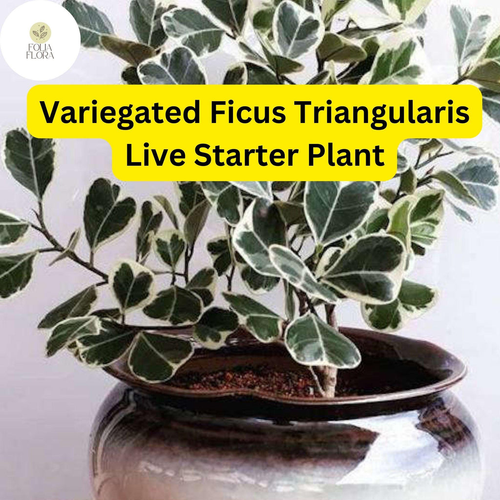 1 Ficus triangularis variegata - Variegated Ficus Triangularis Live Starter Plant