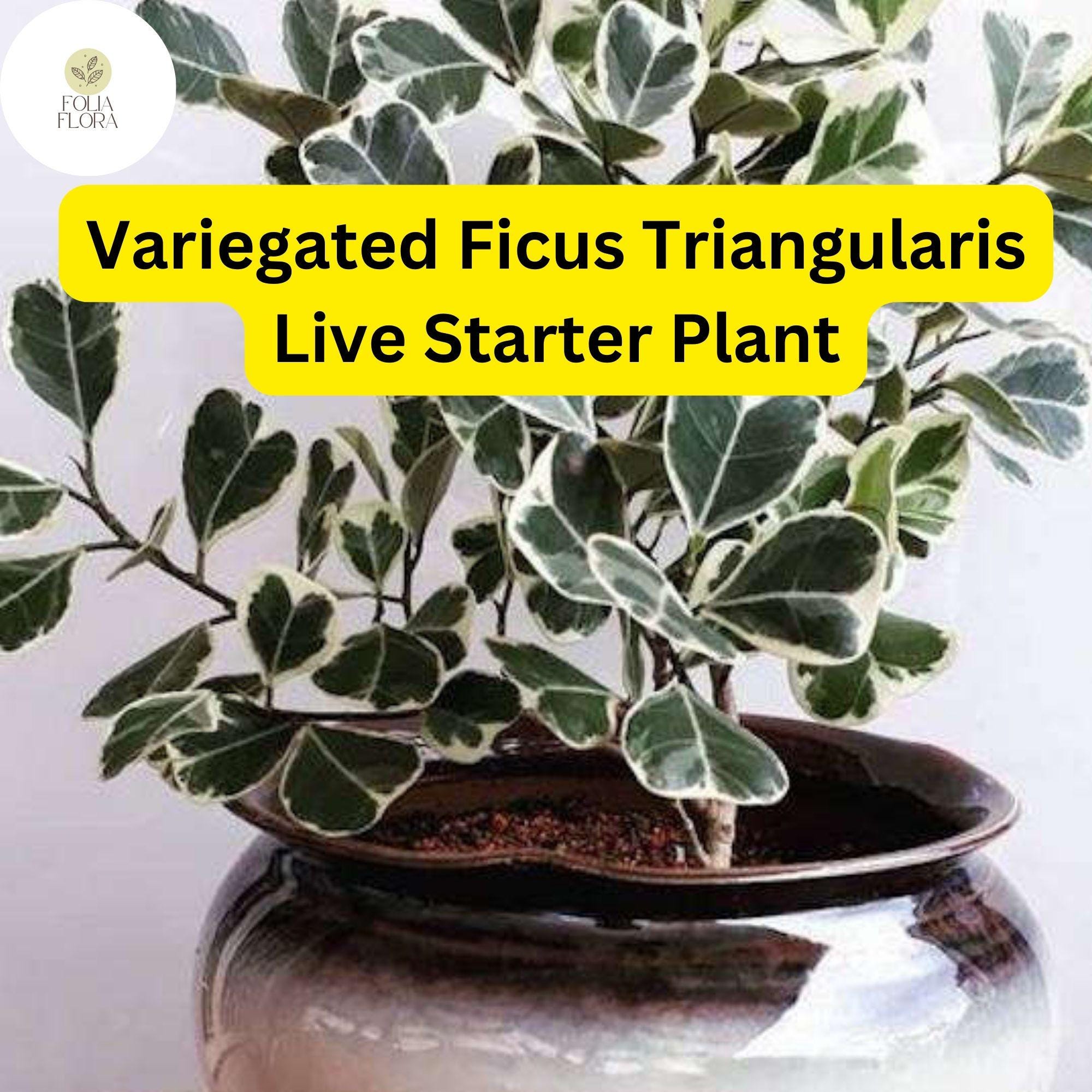 1 Ficus triangularis variegata - Variegated Ficus Triangularis Live Starter Plant