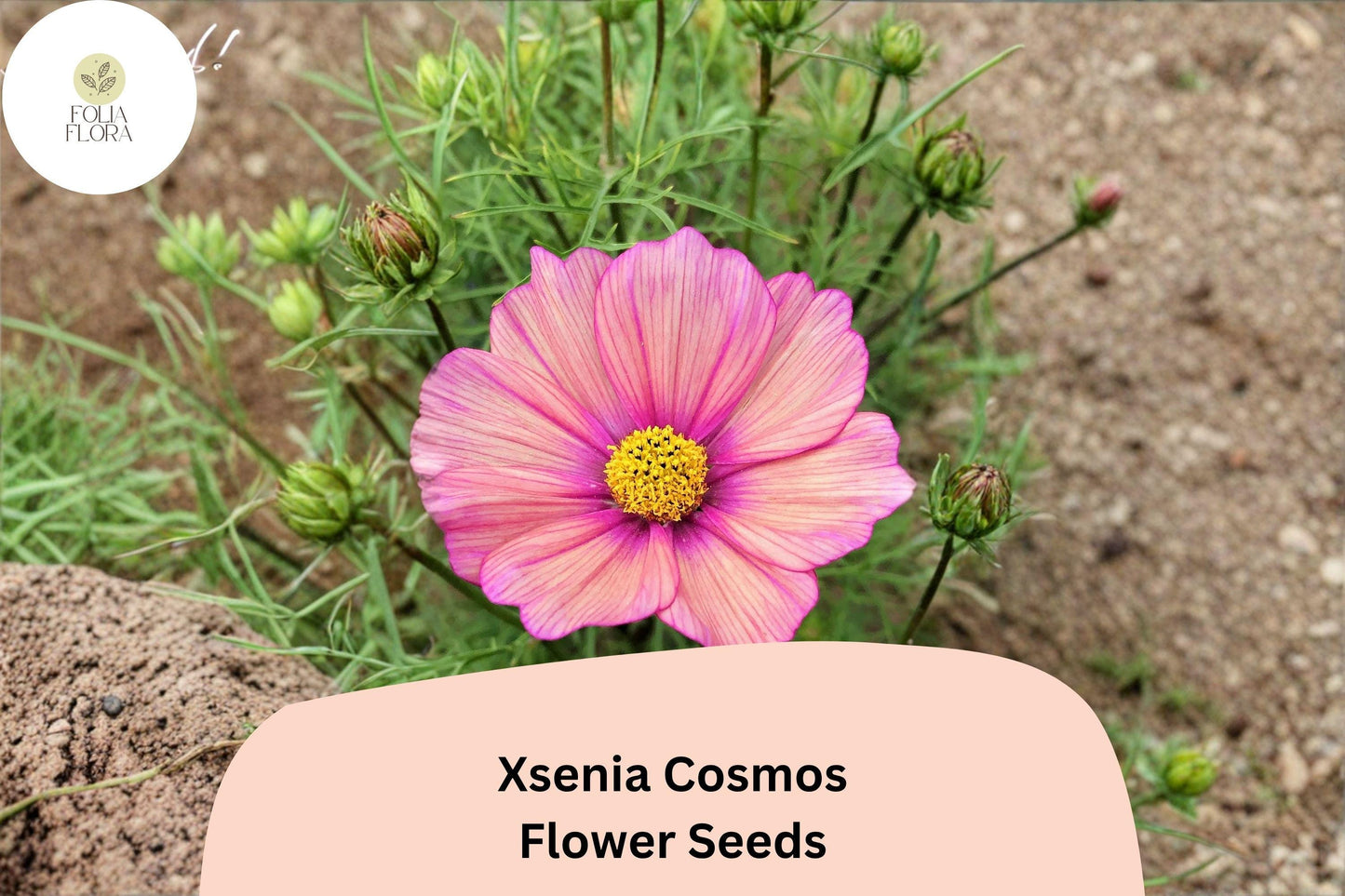 200+ Xsenia Cosmos Seeds | Cosmos bipinnatus Peach Pink Blooms | Easy Annual Garden Flower for Borders & Pollinators