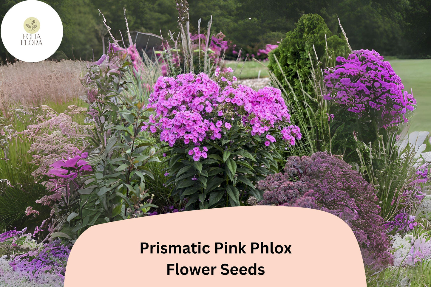 100+ Prismatic Pink Phlox Seeds – Phlox paniculata, Bright Pink Perennial Garden Flowers