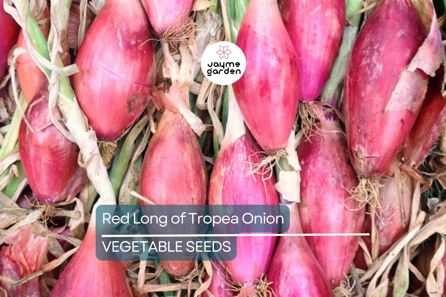 1000 Red Long of Tropea Onion Seeds - Non-GMO Heirloom | Sweet Gourmet Italian Variety | Bunching Onion | Free Shipping