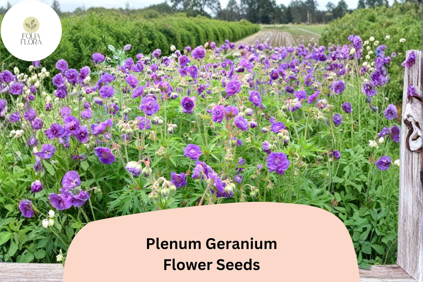 25+ Plenum Geranium Seeds | Hardy Perennial | Double Purple Blooms for Cottage Gardens & Borders