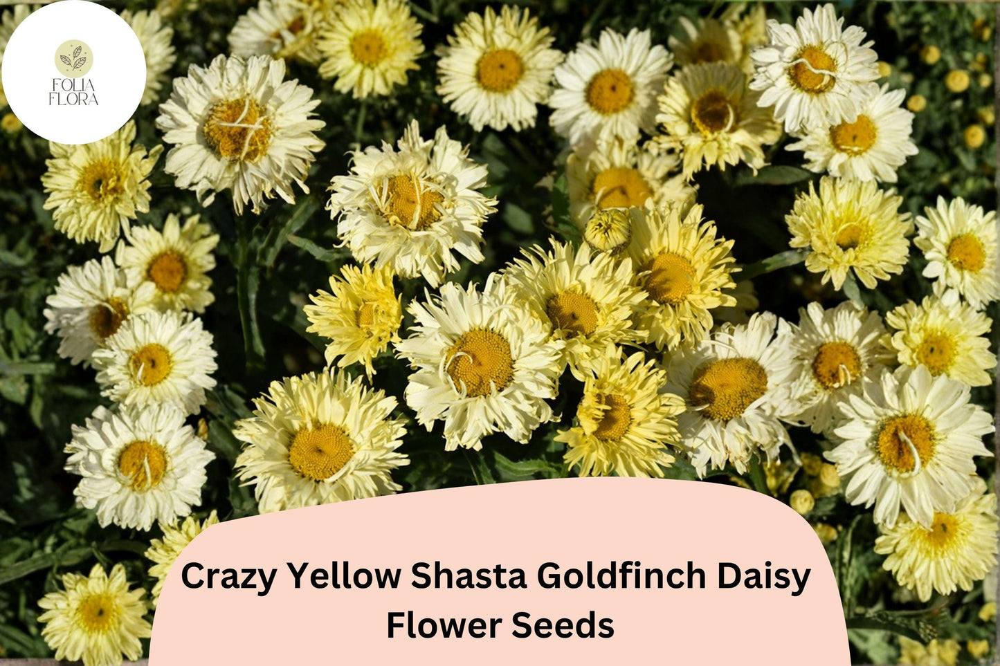 200+ Crazy Yellow Shasta Daisy Seeds | Leucanthemum x ‘Goldfinch’ | Soft Yellow Frilled Blooms | Perennial Garden Flower