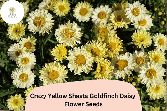 200+ Crazy Yellow Shasta Daisy Seeds | Leucanthemum x ‘Goldfinch’ | Soft Yellow Frilled Blooms | Perennial Garden Flower
