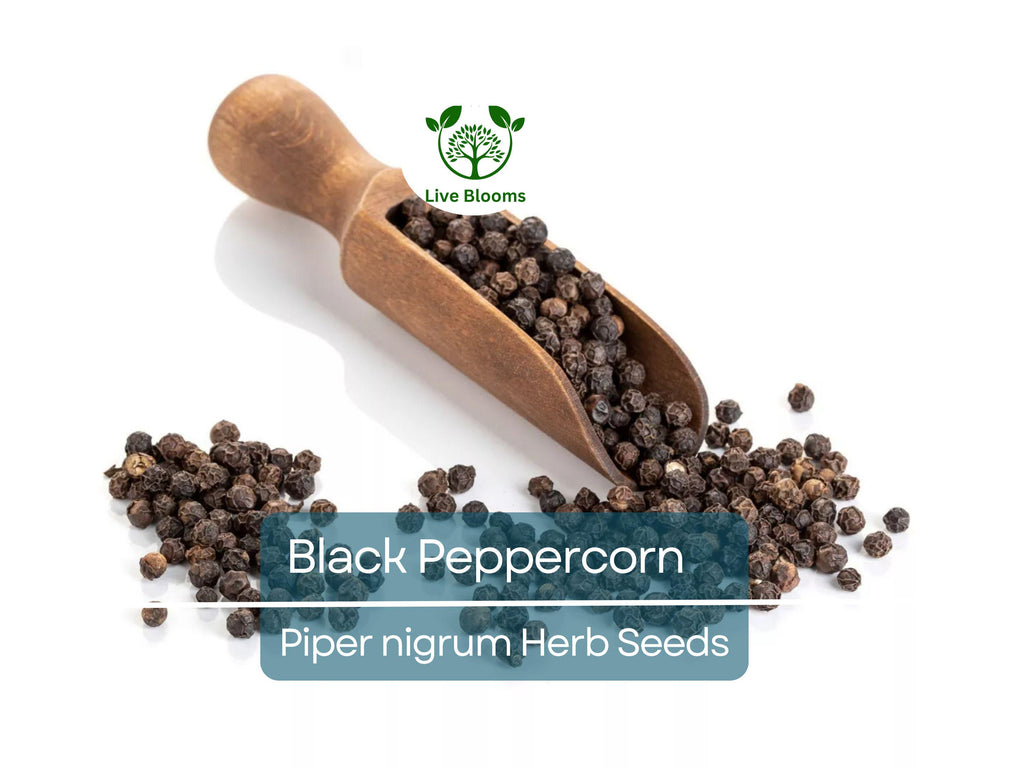 20 Black Peppercorn Seeds (Piper nigrum), Vine, Spice Plant, Fresh Peppercorns, Indoor Garden, Cooking Spice, Aromatic Herb, Garden Starter