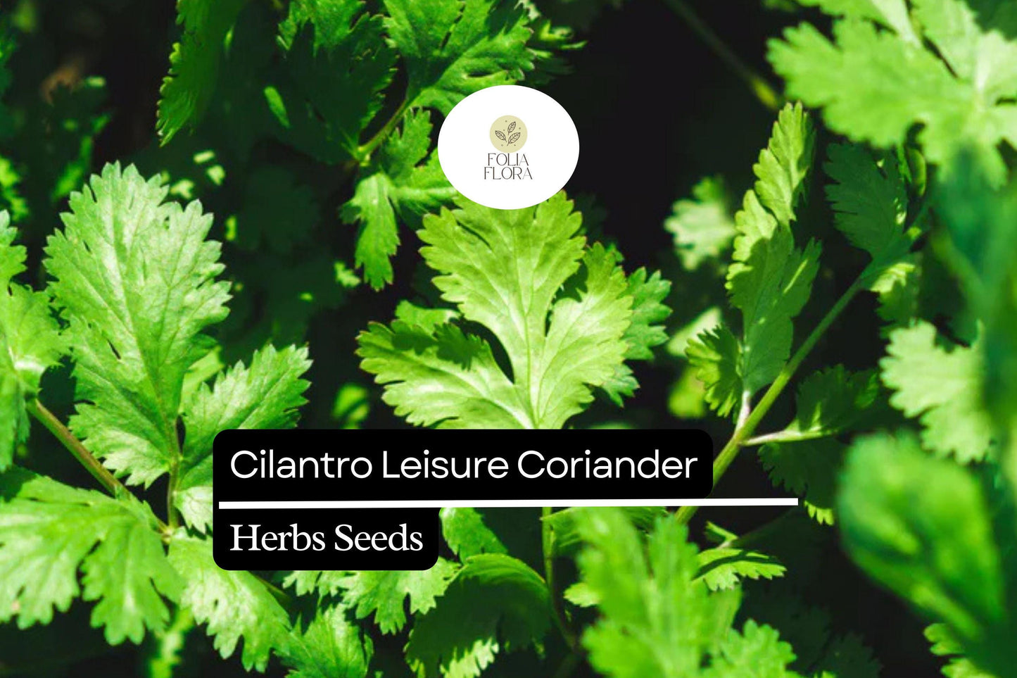 125 Seeds Leisure Cilantro, Coriandrum Sativum, Flavorful Herb for Cooking & Garnish