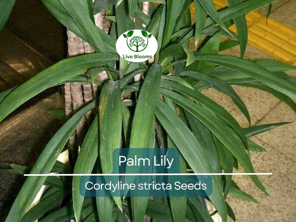 15 Easy Indoor Houseplant Seeds | Palm Lily (Cordyline stricta), Tropical Indoor Plant, Low Maintenance, Non-GMO, Decorative Houseplant