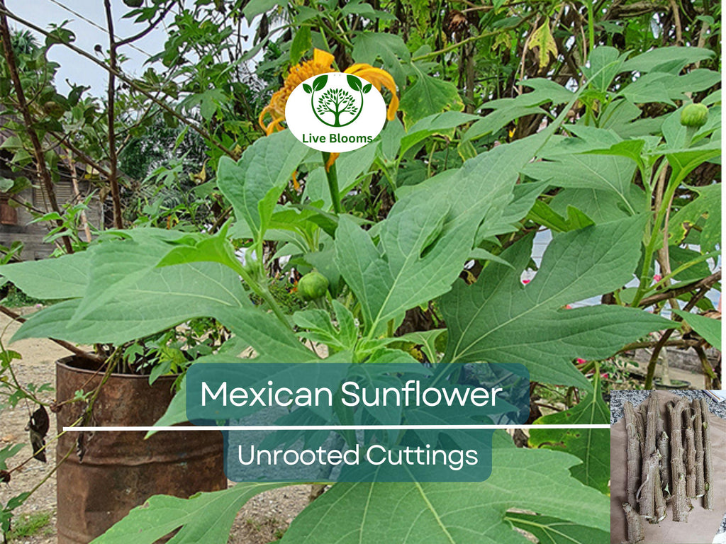 10 Organic Mexican Sunflower (Tithonia diversifolia) Unrooted Cuttings - Perennial, Fast-Growing, Bright Yellow Flowers, Easy to Grow