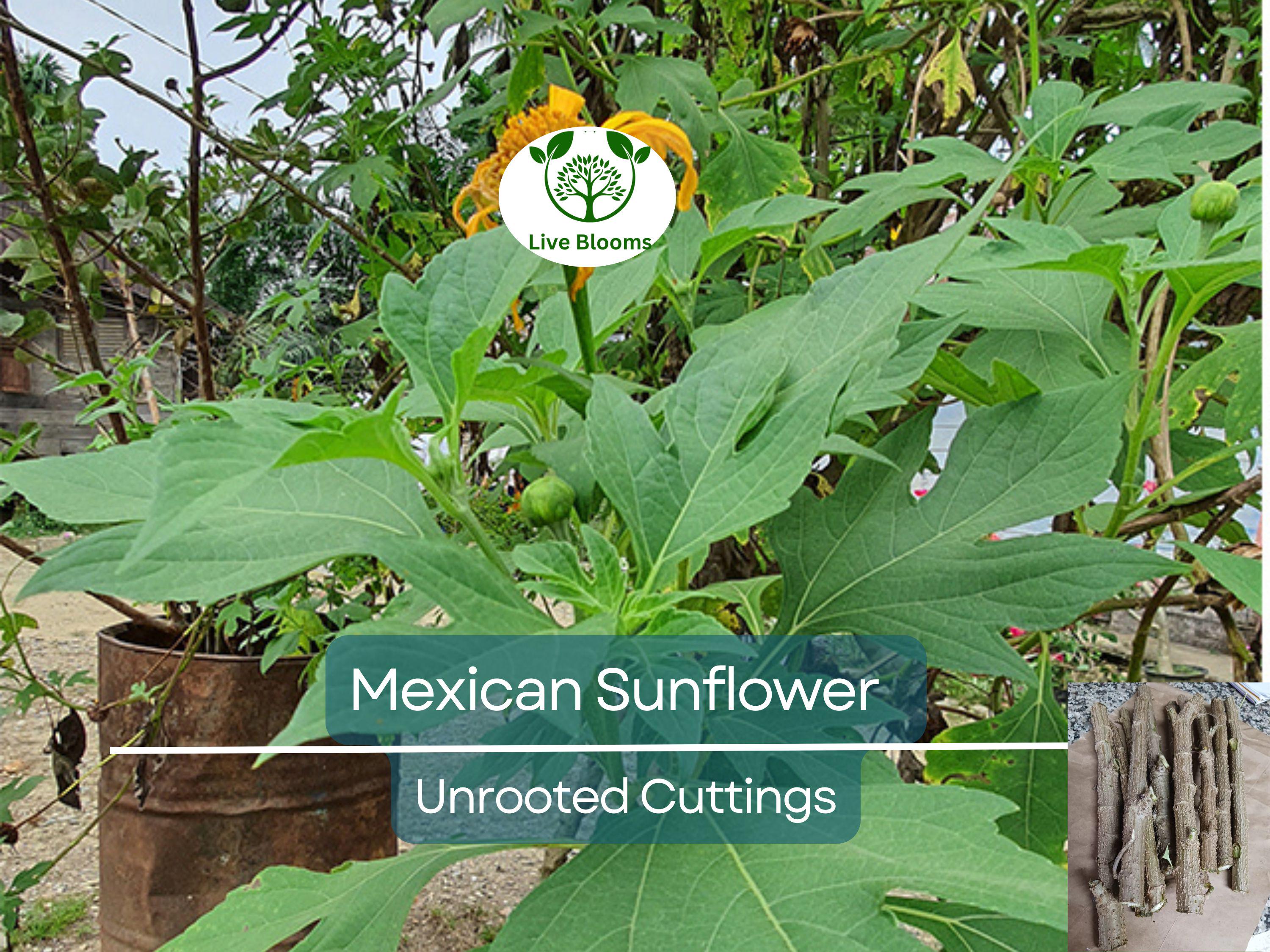 10 Organic Mexican Sunflower (Tithonia diversifolia) Unrooted Cuttings - Perennial, Fast-Growing, Bright Yellow Flowers, Easy to Grow