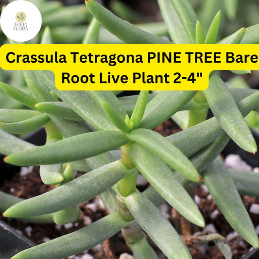 Crassula Tetragona ‘Pine Tree’ | 1 Live 2-4" Bare Root Succulent | Mini Pine-Like Growth, Drought-Tolerant, Easy-Care Houseplant