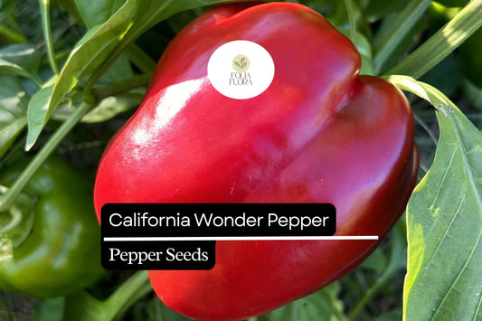 25 California Wonder Pepper Seeds – Capsicum annuum – Heirloom, Sweet & Crisp, High-Yielding