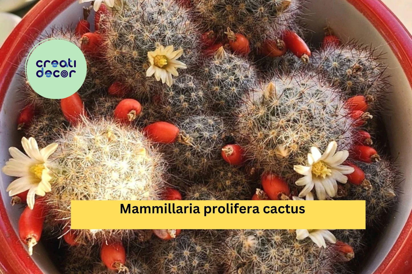 Mammillaria prolifera – Flowering Small Cactus – 6 Live Starter Pups – Easy Care Succulent with Yellow Blooms