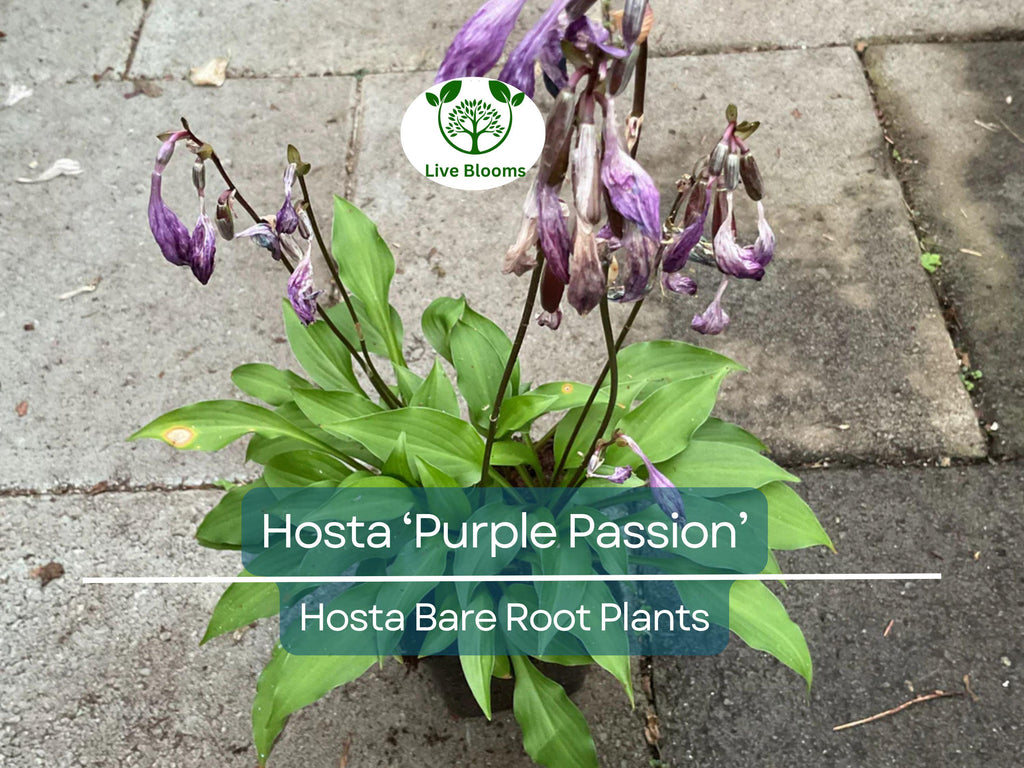 7 Live Hosta Plants – Bare Root “Purple Passion” Variety – Shade Perennial with Green Foliage – Easy to Grow & Hardy