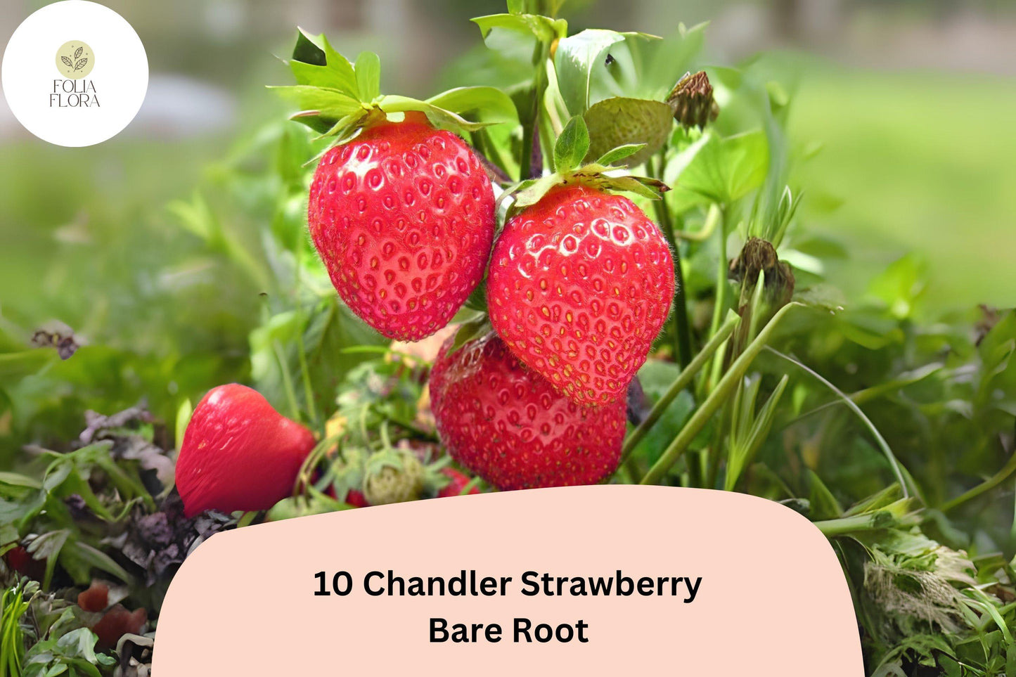 10 Chandler Strawberry Plants | Live Bare Root | June Bearing Fragaria × ananassa Fruit