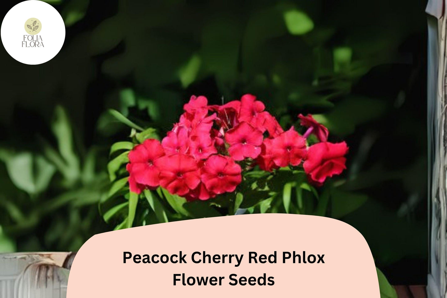 100+ Peacock Cherry Red Phlox Seeds – Bright Red Garden Flowers, Phlox paniculata