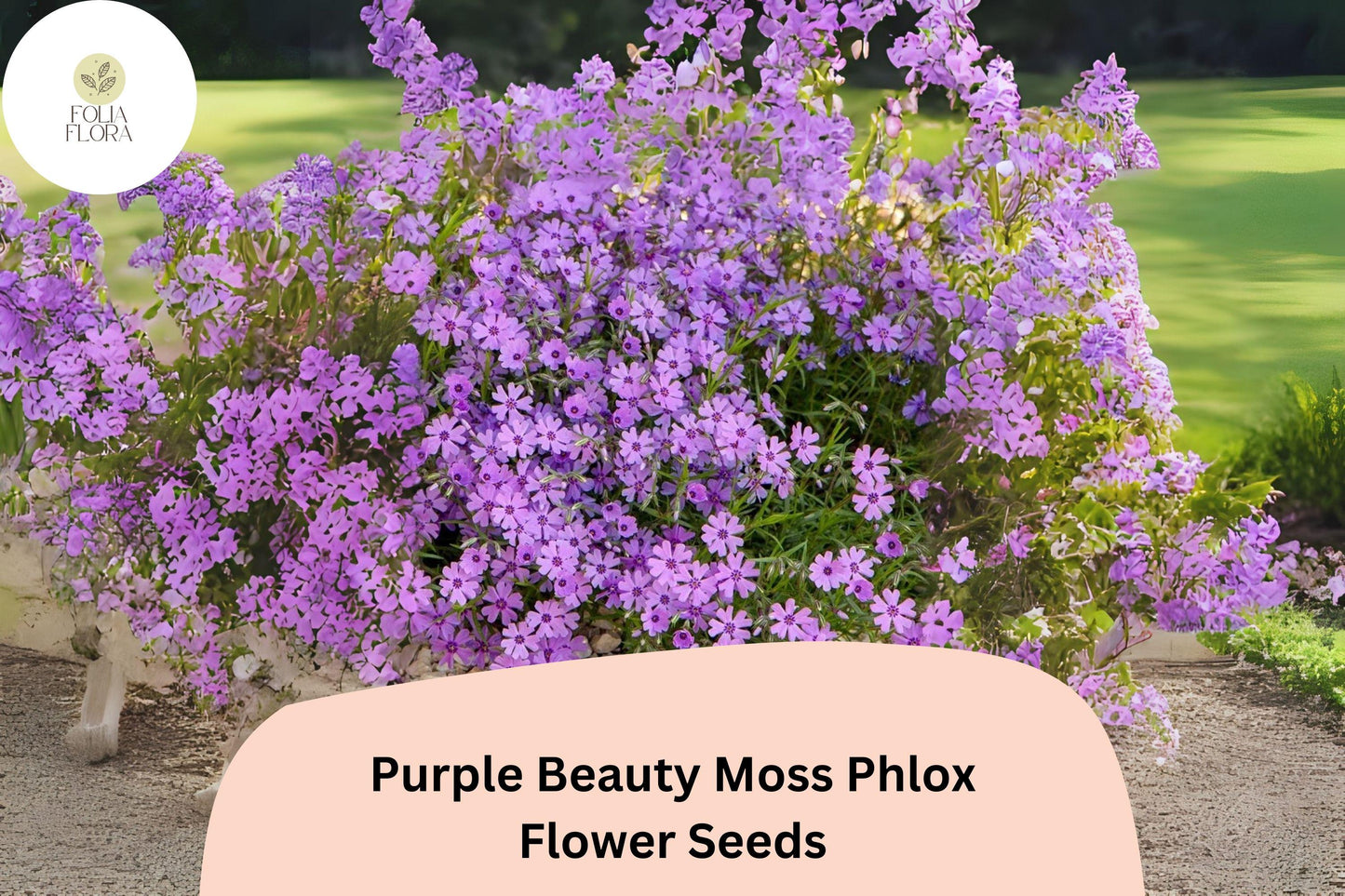 100+ Purple Beauty Moss Phlox Seeds for Garden Planting | Creeping Ground Cover | Phlox subulata | Perennial Flower Seeds
