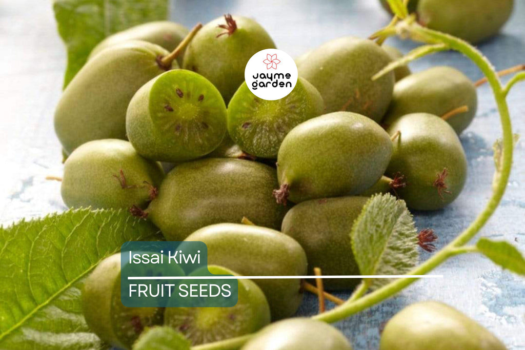 50 Issai Kiwi Seeds (Actinidia arguta) – Cold Hardy Arctic Grape Kiwi, Fast-Growing Superfruit Vine