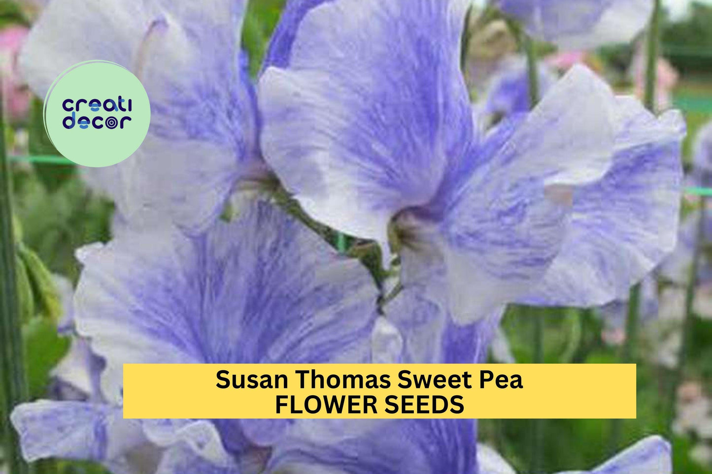 50+ Susan Thomas Sweet Pea Seeds – Fragrant Deep Pink Blooms for Garden Planting, Climbing Vines for Trellises & Bouquets – USA