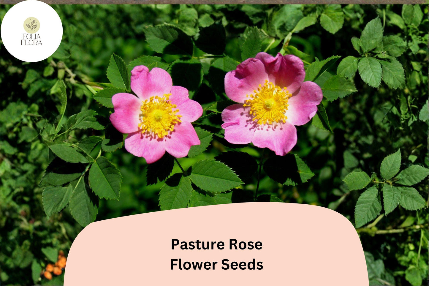 Pasture Rose Seeds – 10 Rosa carolina | Native Pink Wild Rose | Perennial Shrub