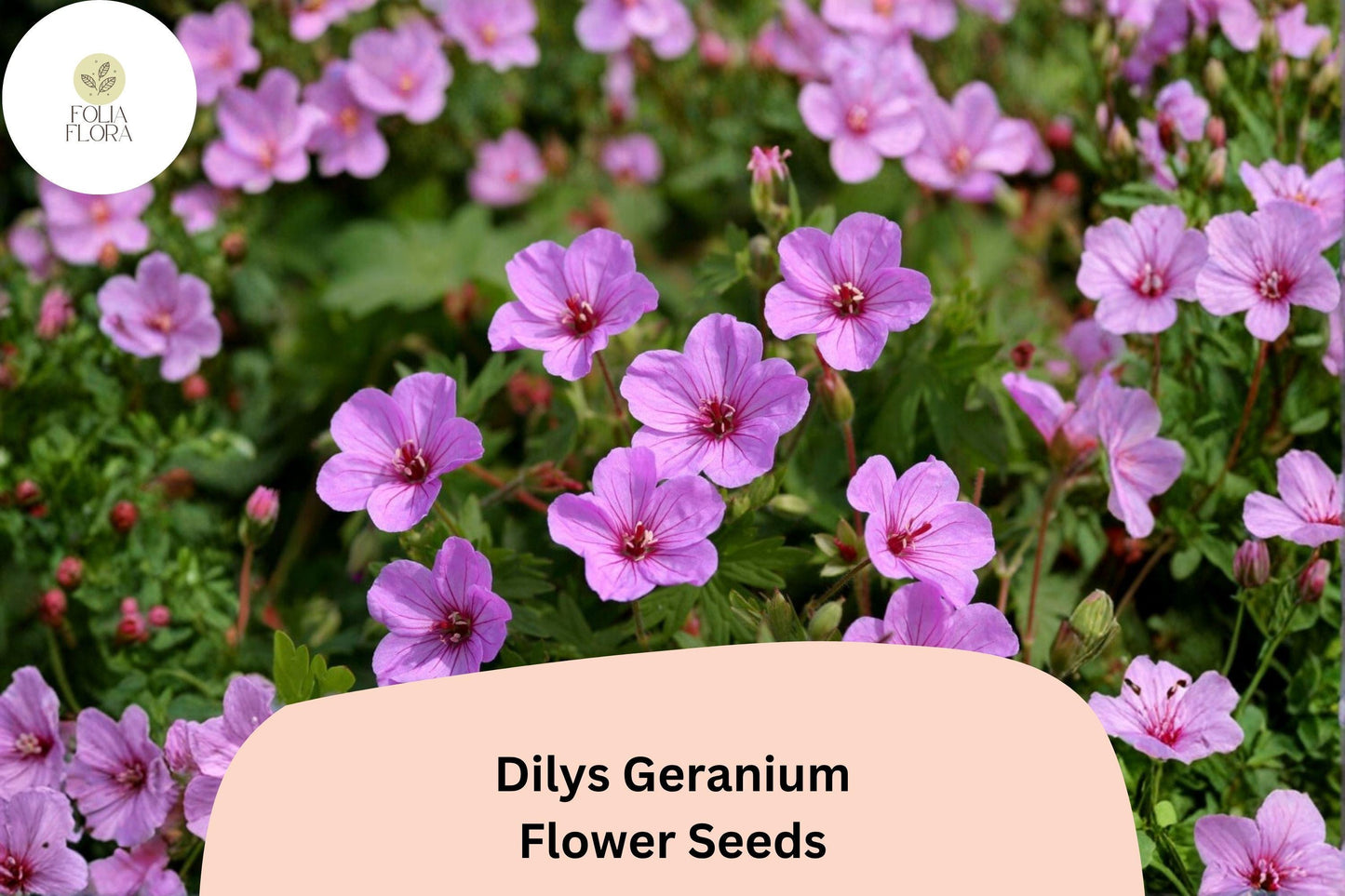 25+ Dilys Geranium Seeds | Purple Hardy Cranesbill | Long Blooming Perennial Ground Cover for Garden