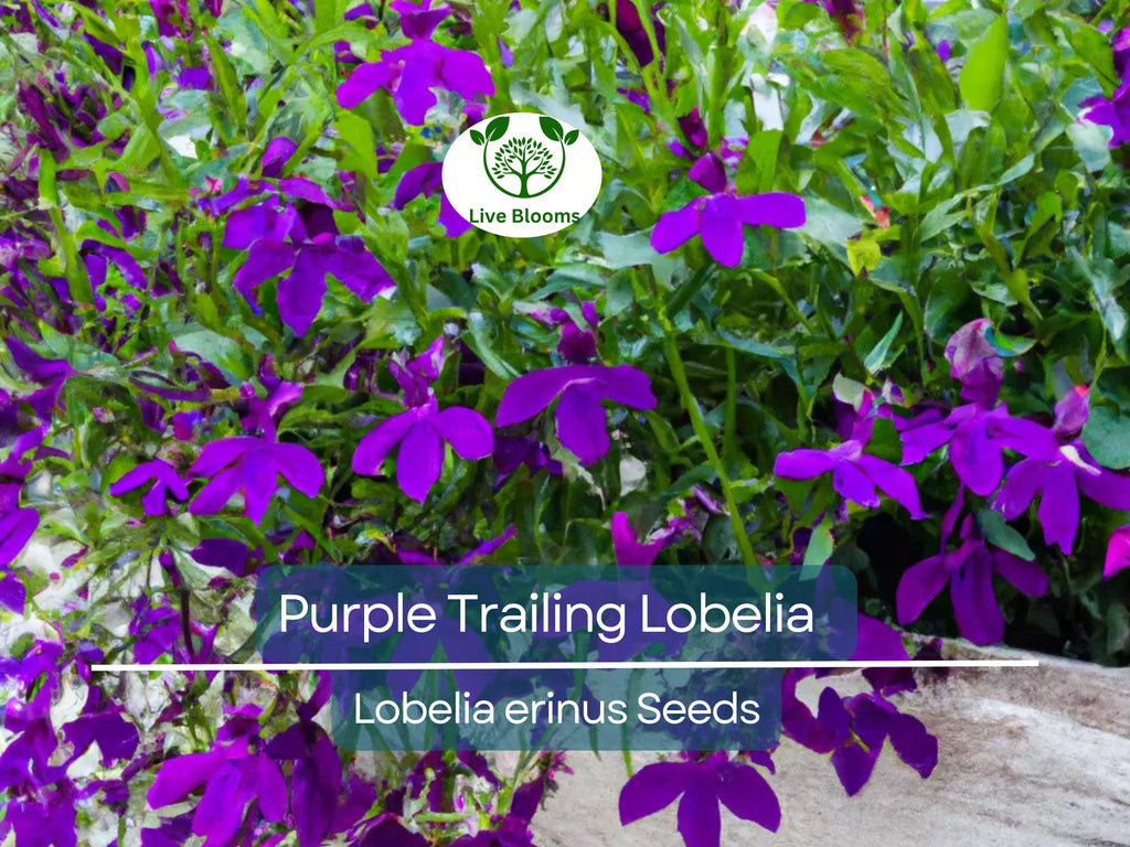600 Purple Trailing Lobelia Seeds | Ground Cover, Hanging Basket, Annual Flower | Beautiful Cascading Blooms, Low Maintenance, Easy Grow