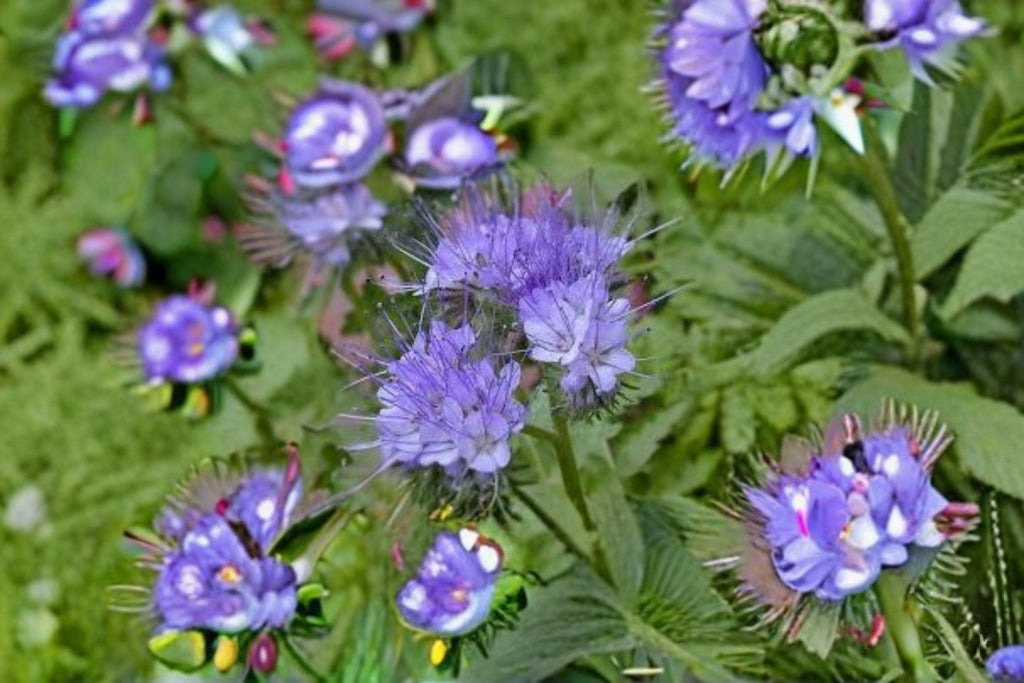 Lacy Phacelia – Phacelia tanacetifolia, Native Annual Wildflower | Bee Magnet (100 Seeds)