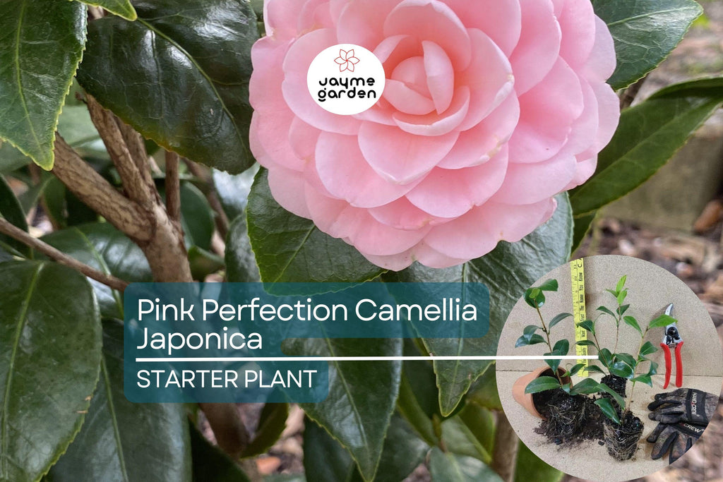 1 Pink Perfection Camellia Japonica | Live Starter Plant | Pale Pink Double Blooms | Evergreen Shrub for Shade Gardens | Zones 7b-10