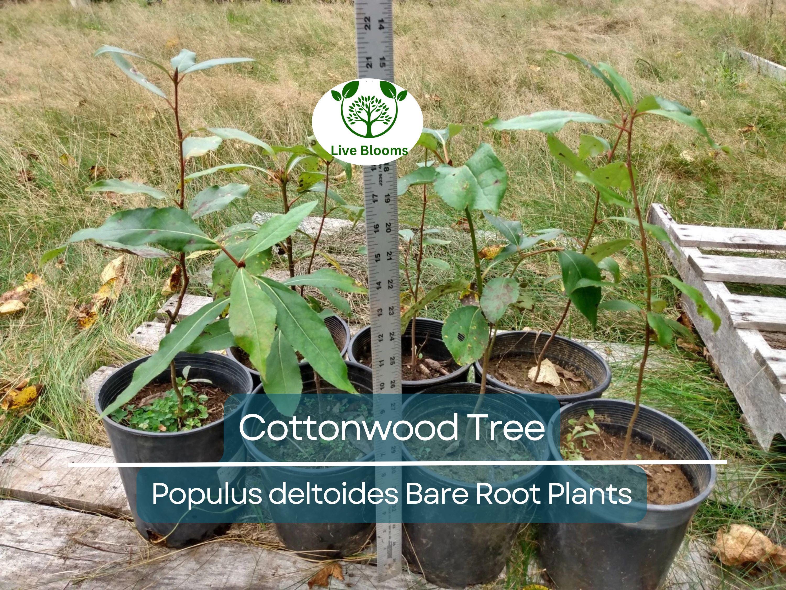 1 Cottonwood Tree – 1–2 Ft Live Bare Root Plant – Populus Deltoides Sapling – Super Fast Growing Shade Tree for Large Landscapes
