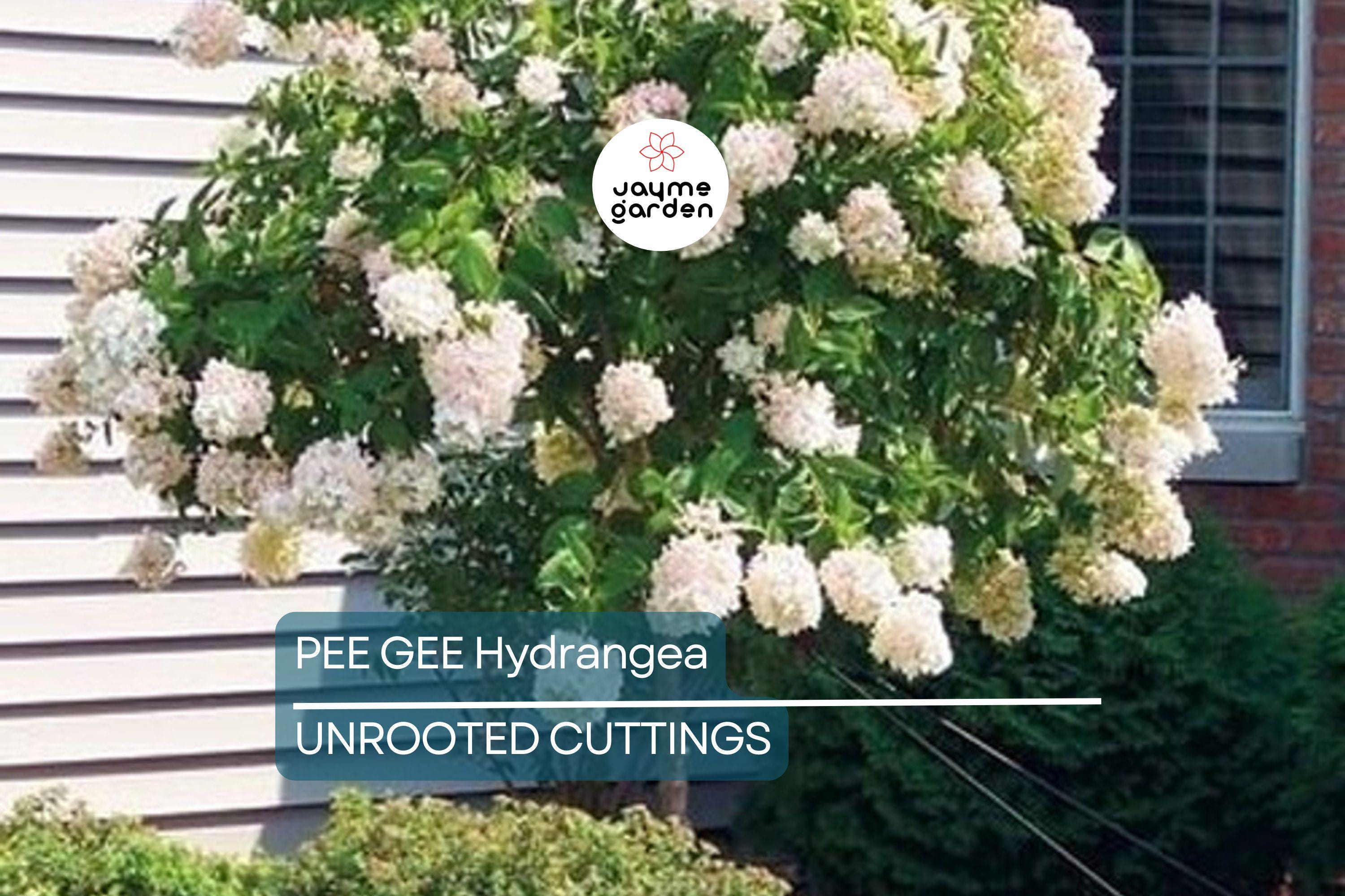 Live Pee Gee Hydrangea Cuttings (8+) | Fresh Unrooted Clones with Rooting Instructions |